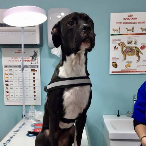 Vet Vida Tu Hospital Veterinario en Castelldefels