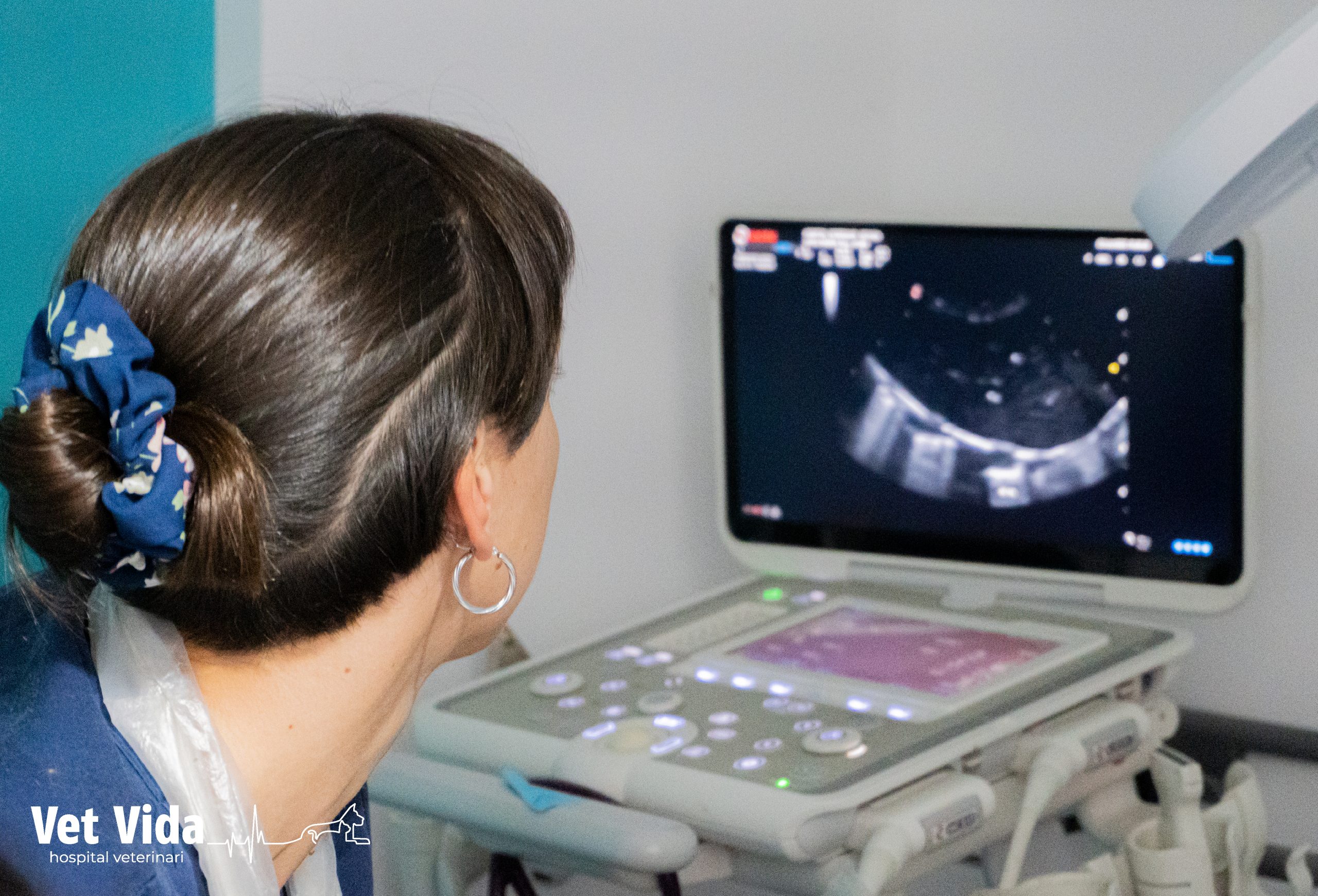 Ecografía y ecocardiografía Vet Vida