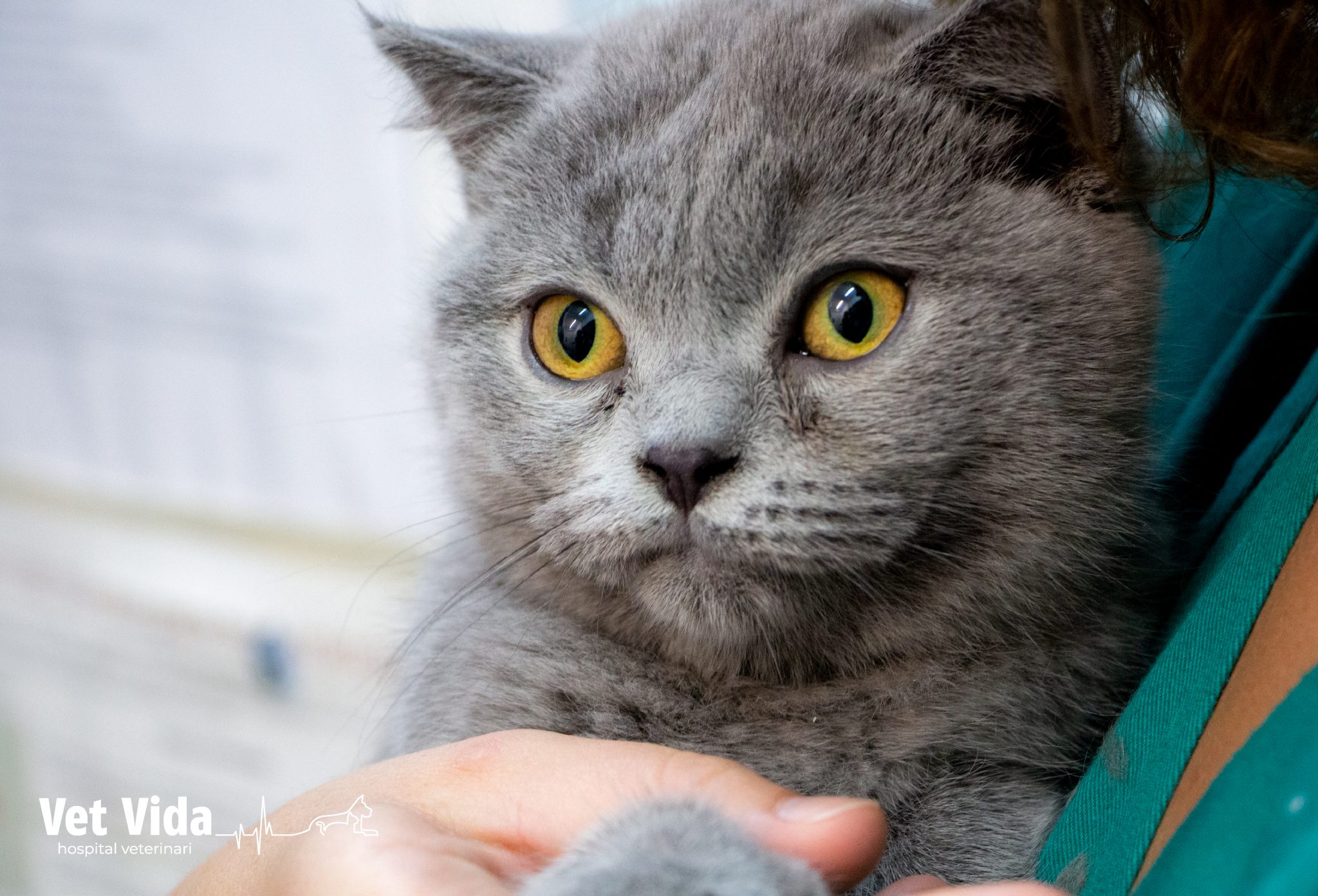 Veterinario para gatos en Barcelona Vet Vida