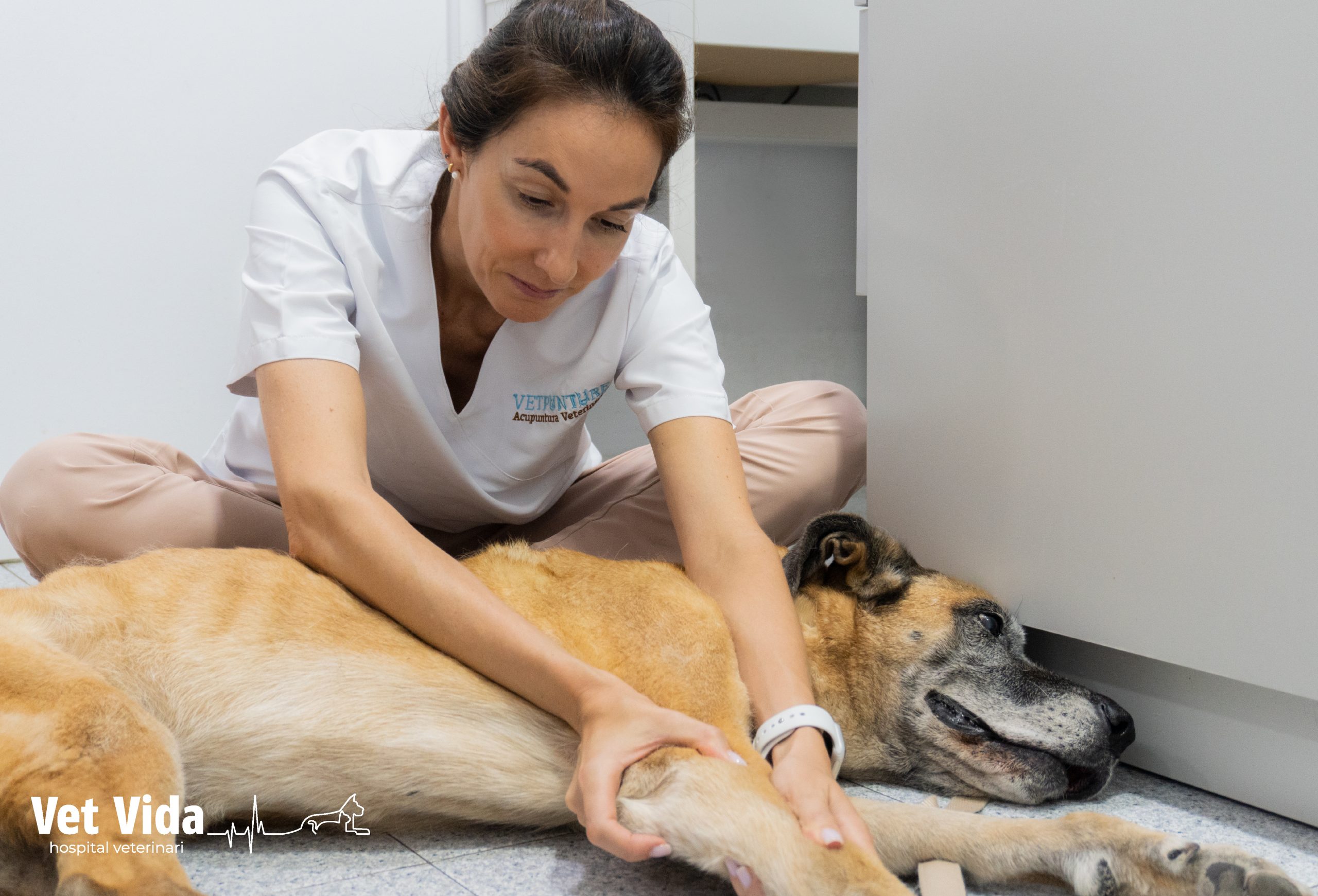 fisioterapia-canina-barcelona