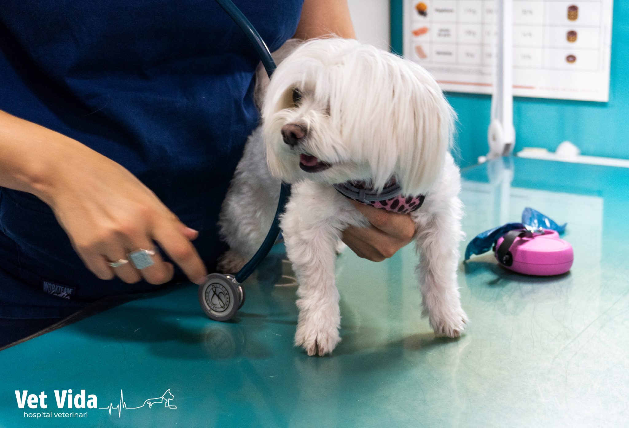 Medicina Interna Vet Vida